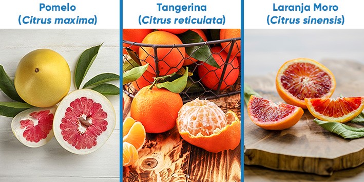 Citrus sinensis Laranja moro o que e origem nome popular nome cientifico